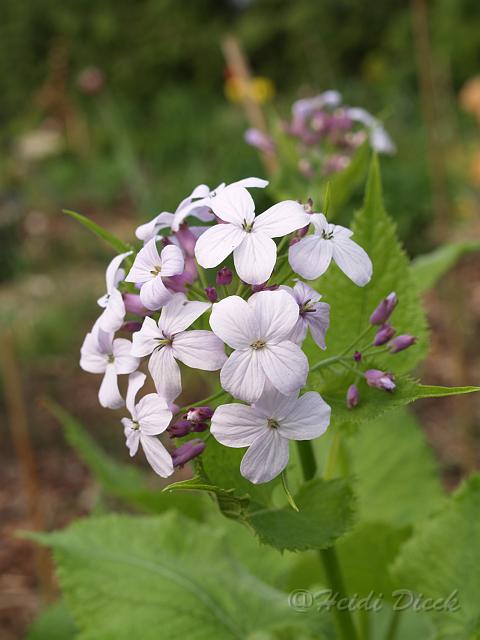 Lunaria rediviva.JPG